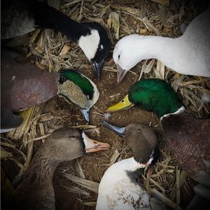 Meet your Posher, Colby